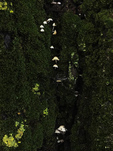 Oc Images, Mushroom Field, Mushroom Core, Current Aesthetic, Mushroom Forest, Dark Green Aesthetic, Dark Cottagecore, Book Aesthetics, Photoshoot Inspo