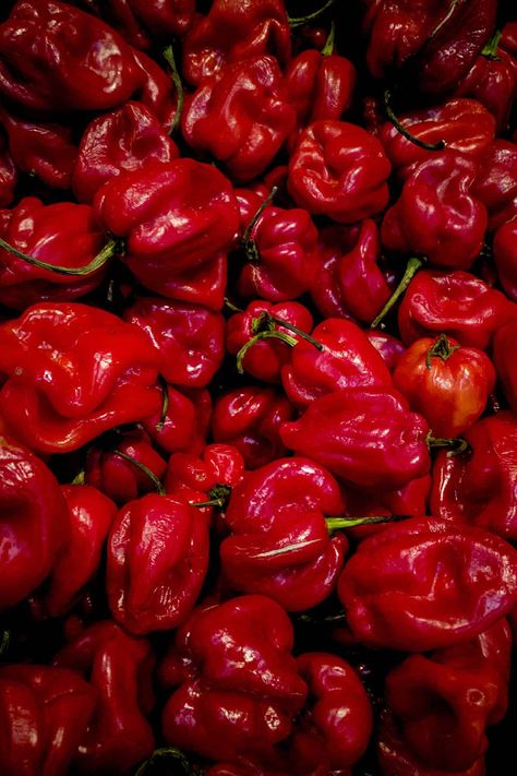 Pepper Aesthetic, Chili Plant, Types Of Chili Peppers, Cross Pollination, Habanero Chili, 5 Gallon Buckets, Fruit Shape, Hot Sauce Recipes, Carolina Reaper