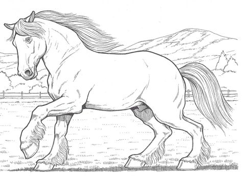 A Clydesdale Clydesdale Horses Drawings, Clydesdale Tattoo, Clydesdale Drawing, Horse Coloring Books, Equestrian Design, Horse Art Drawing, Horse Embroidery, Horse Sketch, Horse Coloring Pages