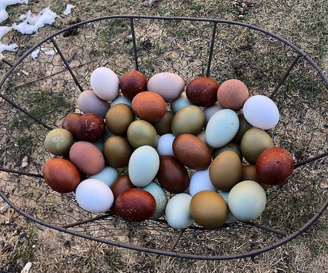 A Guide to Chicken Egg Colors - Why do chickens lay different colored eggs? Learn the simple reason for different colors in the egg basket. Chicken Egg Colors, Egg Colors, Hen Farm, Fancy Chickens, Colored Eggs, Chicken Life, Raising Backyard Chickens, Chicken Garden, Keeping Chickens