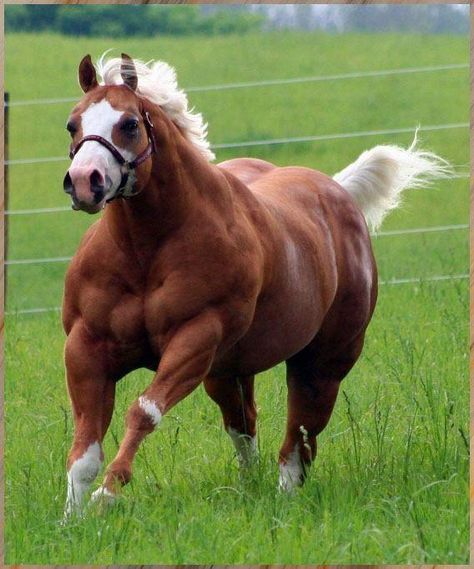 bulldog type quarter horse Cavalo Palomino, حصان عربي, Rasy Koni, Palomino Horse, Most Beautiful Animals, Majestic Horse, All The Pretty Horses, Horse Crazy, Draft Horses