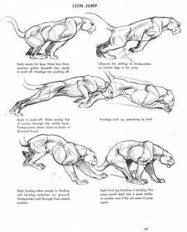 Feline Anatomy, Cat Anatomy, Drawing Eyes, Animal Study, Animation Reference, Anatomy Drawing, Poses References, Art Instructions, Animal Sketches