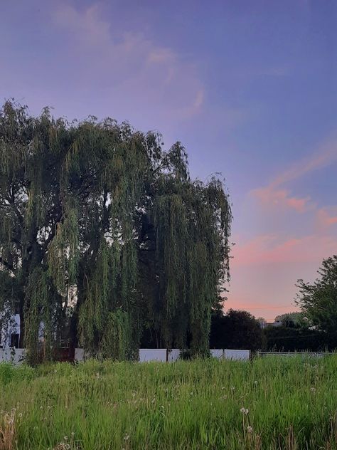 Weeping Willow Forest, Weeping Willow Aesthetic, Weeping Willow Tree Aesthetic, Willow Tree Aesthetic, Lady Persephone, Willow Trees Garden, Outside Lanterns, Nerd Cat, Weeping Trees