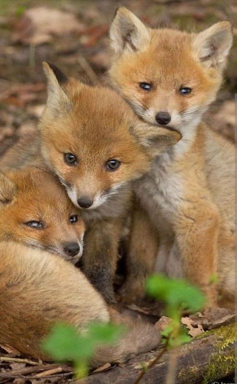 Baby Foxes, Fox Pictures, Pet Fox, Majestic Animals, Cute Wild Animals, Cute Animal Photos, Wildlife Animals, Red Fox, Nature Animals