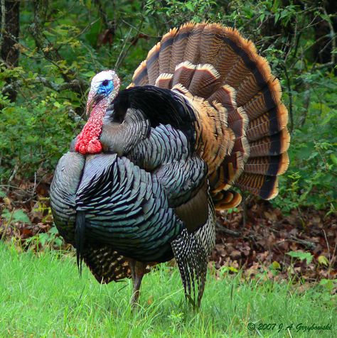 Turkey Breeds, Aesthetic Bird, Whitetail Deer Pictures, Turkey Drawing, Turkey Painting, Turkey Bird, Turkey Images, Bird Facts, Turkey Art