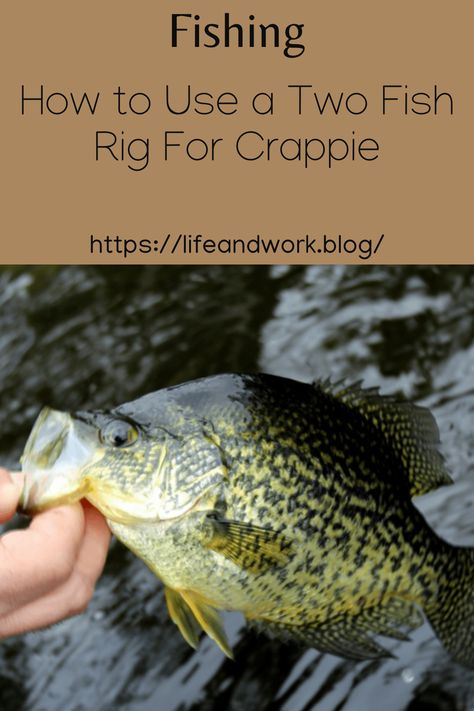 Crappie Rigs, Crappie Lures, Crappie Bait, Crappie Fishing Tips, Fishing Hacks, Crappie Jigs, Catfish Bait, Perch Fishing, Fishing Rigs