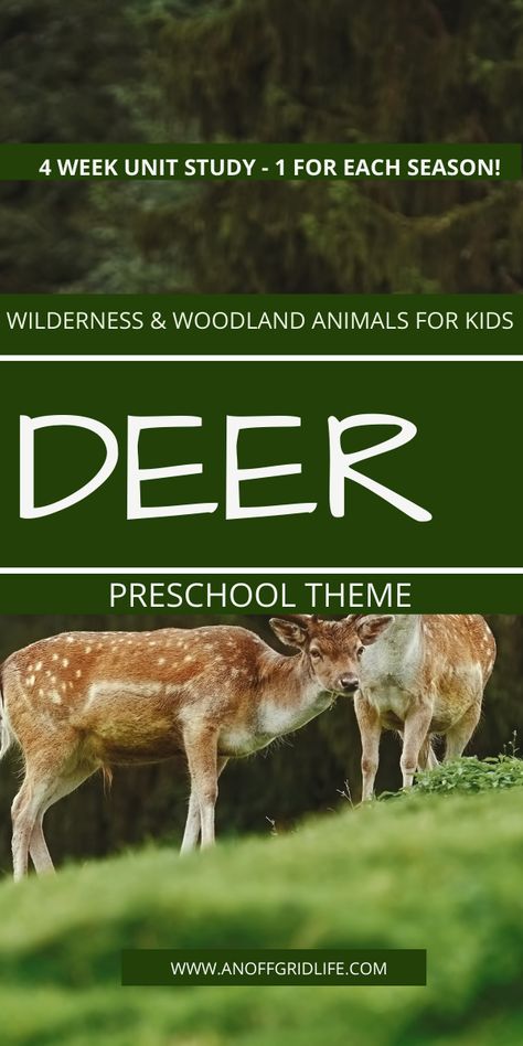 Use this free 4-week preschool deer theme unit study to teach your 3-6 year olds about deer through all four seasons. #homeschoolpreschool #unitstudy #homeschool Preschool Deer Activities, Deer Unit Study, Deer Activities For Preschool, Deer Crafts Preschool, Mouse Deer, Winter Lesson Plan, Deer Theme, Hunting Themes, Project Theme