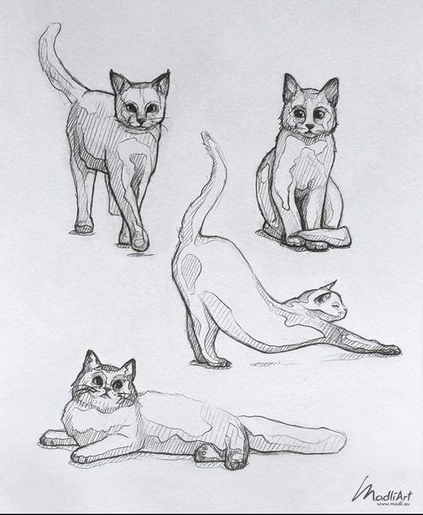 Drawing Line Art, Cat Drawing Tutorial, Cats Art Drawing, Cat Stretching, Kitten Drawing, Cat Anatomy, Karakter Marvel, Výtvarné Reference, Wildlife Artwork