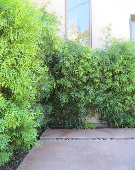 Podocarpus Hedge Privacy Fences, Podocarpus Landscaping, Fern Podocarpus, Podocarpus Gracilior, Podocarpus Hedge, Hedge Ideas, Citrus Tree, Landscaping Retaining Walls, Drought Tolerant Landscape