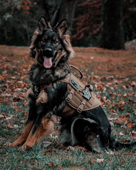 Noble House Of Black Aesthetic, House Of Black Aesthetic, Noble House Of Black, The House Of Black, Mysterious House, Service Dogs Breeds, Baby German Shepherds, House Of Black, Personal Protection Dog