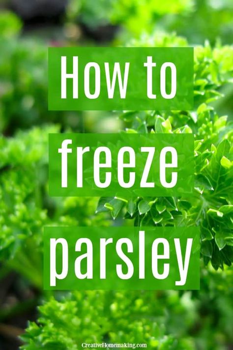 Herbs Preserving, Freeze Parsley, Freezing Parsley, Freezing Fresh Herbs, Preserve Fresh Herbs, Parsley Recipes, Freezing Vegetables, Freezing Herbs, Preserving Herbs