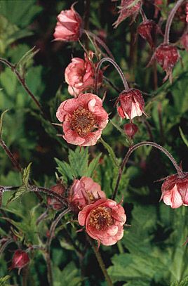 Grumpy rivals, (water avens) 'Leonard's Variety'. compact, clump-forming perennial to 45cm tall, with lobed basal leaves and reddish-brown stems bearing several nodding, bell-shaped, semi-double, coppery-pink flowers 3-4cm wide in late spring and summer. BOG PLANT Water Avens, Geum Rivale, Long Blooming Perennials, Flower Garden Design, Garden Shrubs, Garden Types, Flowers Summer, Herbaceous Perennials, Hardy Perennials