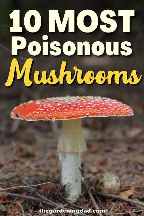 Types Of Mushrooms Chart, Poisonous Mushrooms Illustration, Mushrooms In The Wild, How To Get Rid Of Food Poisoning, Wild Mushrooms Identification, Dangerous Mushrooms, Mushroom Identification Chart, Edible Mushrooms Chart, Fungi Identification