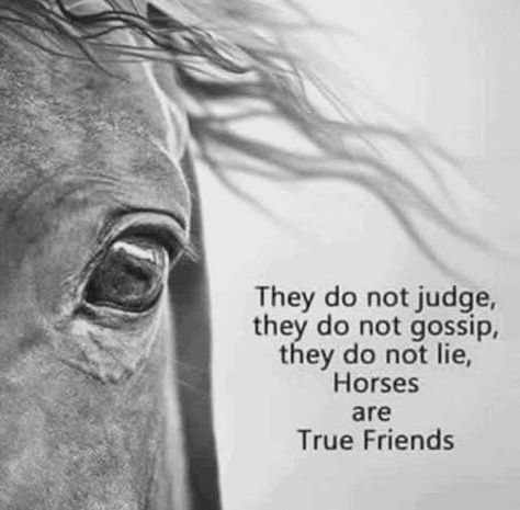 10 reasons to be thankful for horses! Classic Equine connection! - our blog Cute Horse Quotes, Equine Quotes, Western Quotes, Inspirational Horse Quotes, Horse Riding Quotes, Equestrian Quotes, Classic Equine, Cowgirl Quotes, Riding Quotes