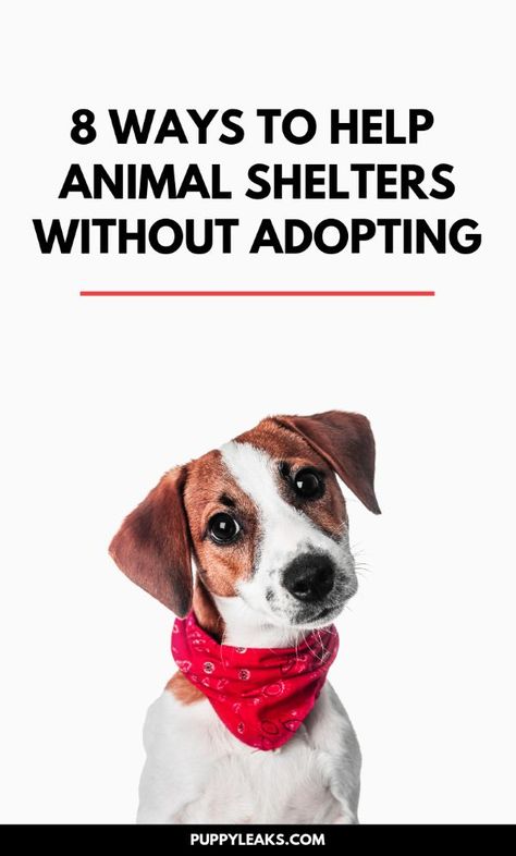 Looking for some ways to help out at your local animal shelter or rescue? In addition to adopting there are some ways you can help animals in need. From taking photos of adoptable pets to fostering rescue animals, here's 8 ways you can help animal shelters without adoting. #animalrescue #rescuedogs Shelter Dog Quotes, Animal Shelter Donations, Dogs Ideas, Home Shelter, Dogs Quotes, Pet Branding, Dogs Photos, Dogs Photography, Exotic Pet