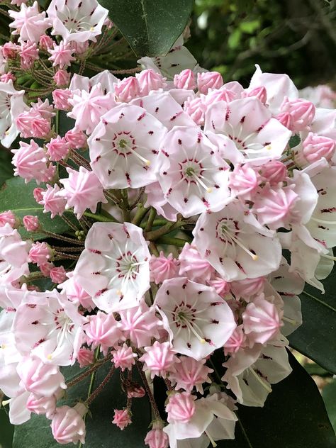 Kalmia Flower, Mountain Laurel Flower, Mountain Laurels, Laurel Flower, Kalmia Latifolia, Mountain Laurel, Boquette Flowers, Nothing But Flowers, Unusual Flowers