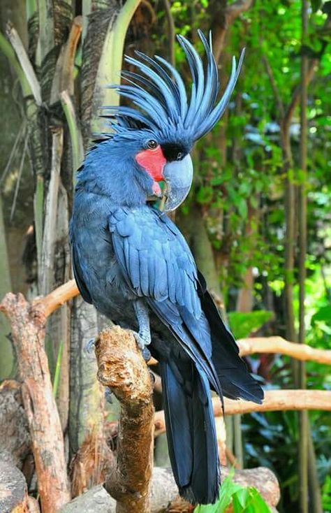 Beautiful Blue Bird Burung Kakatua, Palm Cockatoo, Most Beautiful Birds, Kinds Of Birds, Australian Birds, Haiwan Peliharaan, Red Bird, Airbrush Art, Clipuri Video