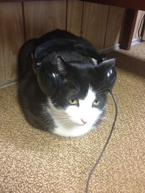 Cat Pfp Listening To Music, Bunny Listening To Music, Cat With Earphones, Listening Music Aesthetic, Listening To Music Reaction Pic, Listen To Music Meme, Cat Earphones, Cat Listening To Music, Cat With Headphones