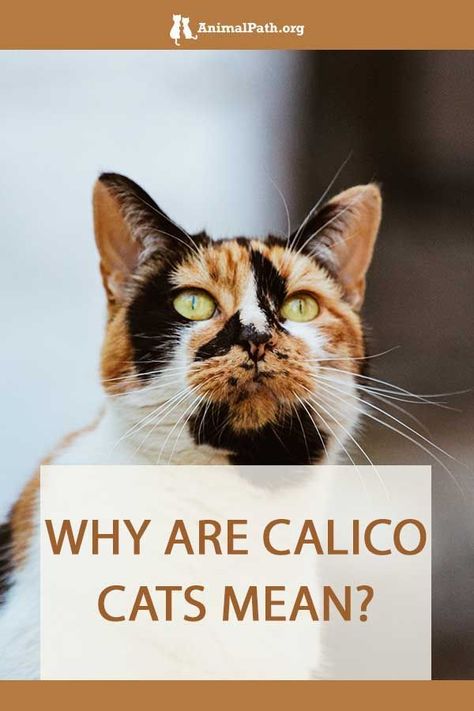 Caliby Cat, Calico Cat Personality, White Calico Cat, Calico Cat Facts, Calico Kittens, Calico Cats, Drawing Help, Cats Photos, Calico Kitten