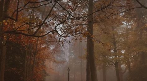 Fall Macbook Wallpaper Aesthetic High Quality, Spooky Autumn Aesthetic, Terrence Loves You, Being Angry, Gilmore Girl, Catty Noir, Ipad Kids, Pursuit Of Happiness, Over The Garden Wall