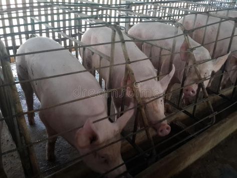 Pig farm. Pig in sty (stable) looklike in the prison , so pity animal #Sponsored , #affiliate, #sponsored, #farm, #stable, #pity, #sty Pig Sty, Pig Farm, Pig Farming, Business Icon, Business Icons, Business Icons Design, Icons Design, Design Simple, Stables