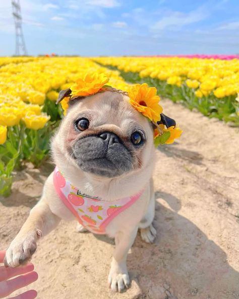 Aesthetic Account, Dog Pfp, Funny Animals With Captions, Baby Pugs, Really Cute Puppies, Very Cute Dogs, Animals Pictures, Cute Dog Pictures, Cute Little Puppies