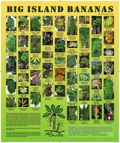 Big Island Banana Poster Hawaii Garden, Banana Types, Seed Dispersal, Squash Varieties, Aromatic Plant, Gardening Plants, Banana Tree, Veg Garden, The Big Island