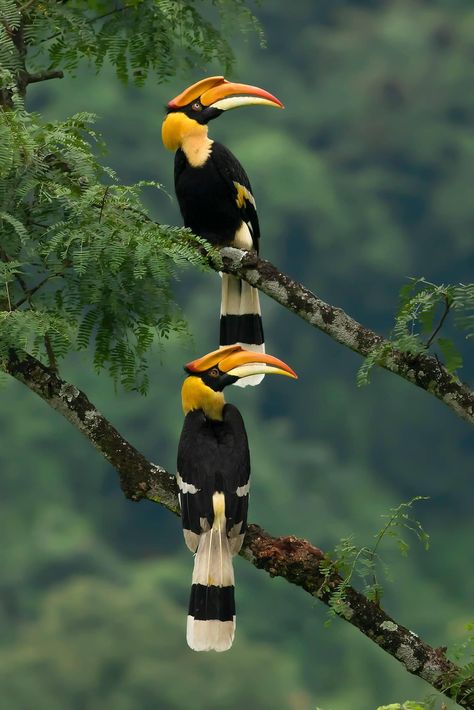 Hornbill Drawing, Adventures Aesthetic, Great Hornbill, Hornbill Bird, Jungle Bird, Birds Photography Nature, Vintage Bird Illustration, Jungle Birds, Wild Animals Pictures