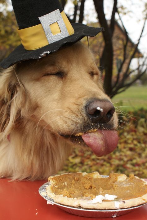 Do NOT overeat this Thanksgiving! Dog Thanksgiving Pictures, Golden Retriever Thanksgiving, Harvest Ideas, Golden Dogs, Dog Pic, Dog Thanksgiving, Thanksgiving Pictures, Dog Calendar, Thanksgiving Inspiration