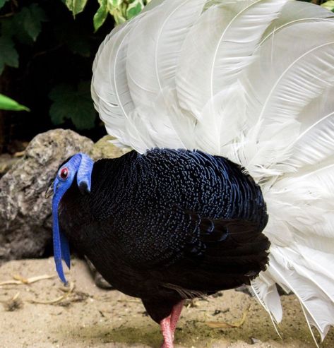 Bulwer's Pheasant, Bird Aviary, World Birds, Exotic Bird, Game Birds, Nature Birds, All Birds, Exotic Birds, Pretty Birds