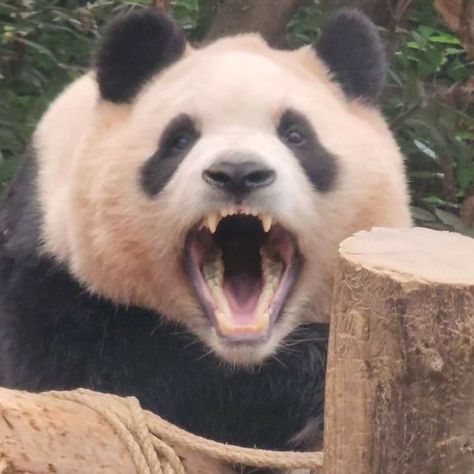 Angry Panda, Giant Panda, Panda Bear, Animals And Pets, Animals, Pandas