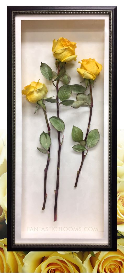 How to preserve roses from a funeral? Whether it's just a few flowers or a whole arrangement, Fantastic Blooms can professionally freeze-dry your flowers in a variety of ways to suite your style. There are endless possibilities! Learn more. Dried Roses Shadow Box Ideas, Rosas Secas Ideas, How To Preserve A Rose, Dried Roses Ideas Decoration, Preserve Roses Diy, How To Preserve Roses, Dried Roses Aesthetic, Dried Roses Ideas, Preserve A Rose