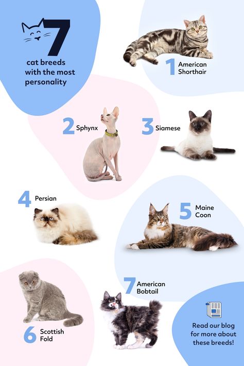 Here’s how some of the most popular cat breeds stack up. Unique Cats Breeds, Cat That Looks Like A Dog, Types Of Cats Breeds Chart, Type Of Cats, Petting Cat, Cat Types, Exotic Cat Breeds, Types Of Cats Breeds, Cat Breeding