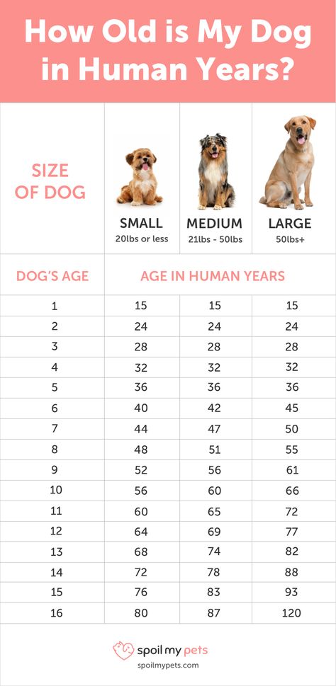 Dog Age Chart: See How Old Your Dog is in Human Years Dog Years Chart, Dog Age Chart, Dog Wellness, Dog Ages, Dog Years, Dog Care Tips, Pet Hacks, Dog Obedience, Obedience Training