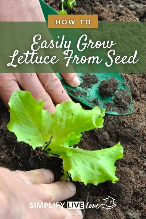 How To Grow Lettuce From Seed, How To Plant Lettuce Seeds, Growing Lettuce From Seed, Growing Iceberg Lettuce, When To Plant Lettuce, Plant Lettuce, Planting Party, Lettuce Garden, Homestead Hacks