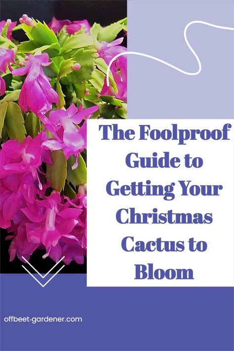 christmas cactus blooming, christmas cactus care, why is my christmas cactus dying How To Get Christmas Cactus To Bloom, Xmas Cactus, Christmas Cactus Flower, Christmas Cactus Propagation, Cactus For Sale, Christmas Cactus Care, Poinsettia Care, Christmas Cactus Plant, Holiday Cactus