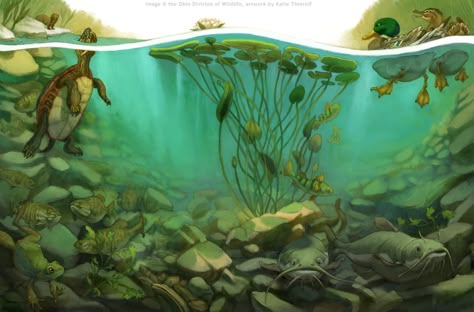 Underwater Pond, Underwater River, Underwater Illustration, Pond Drawing, Underwater Painting, Underwater Scene, School Murals, Pond Life, Posca Art