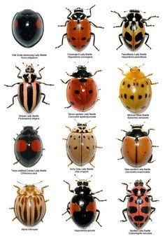 Southwestern lady beetles #naturalist #ladybug #entomology Beautiful Bugs, Creepy Crawlies, Bugs And Insects, Garden Pests, Beetles, Lady Bug, Permaculture, Dream Garden, Science And Nature