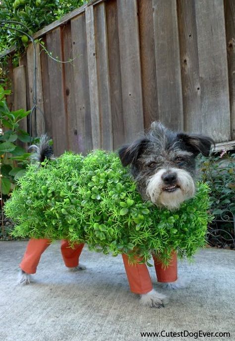 Chia Pet #halloween #costumes #halloweenparty #halloweencostumes #dogcostumes #petcostumes s Best Dog Halloween Costumes, Best Dog Costumes, Cat Costume Diy, Dog Costumes Funny, Great Halloween Costumes, Chia Pet, Halloween Memes, Diy Dog Costumes, Food Dog