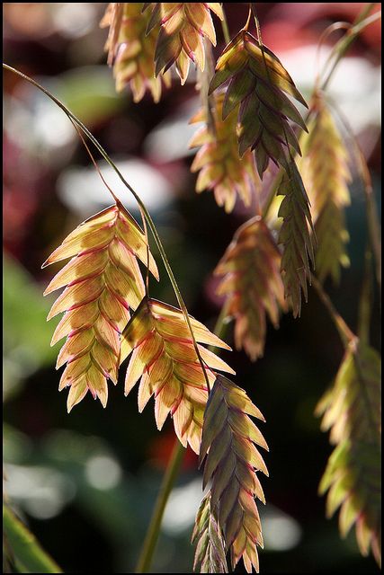 Sea Oats. Oat Plant, Sea Oats, Oats Plant, Cattails Photography, Thalictrum Aquilegifolium, Limonium Latifolium, Chasmanthium Latifolium, Linum Usitatissimum, Texas Native Plants