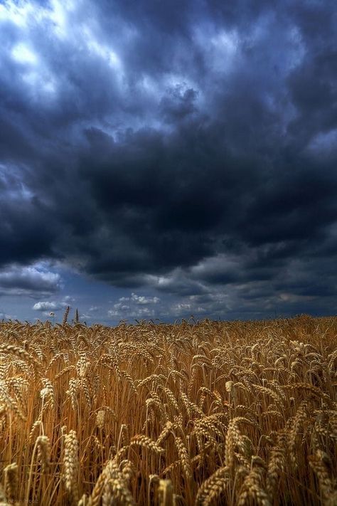 Kansas Prairie, Golden Field, Trip Photography, Nature Trip, Adventure Life, Fields Of Gold, Wheat Field, Life Nature, Wheat Fields