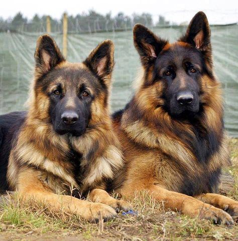 ❤️ Beautiful German Shepherd Couple ❤️ Two German Shepherd, Black German Shepherd, German Shepards, Shepherd Dogs, Shepherd Puppies, German Shepherd Puppies, Dog Behavior, German Shepherd Dog, German Shepherds