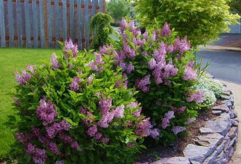 Dwarf Korean Lilac | Dwarf Korean Lilac , Dwarf Lilac Korean Lilac Tree, Korean Lilac, Lilac Bush, Purple Flowers Garden, Lilac Bushes, Lilac Tree, Front Landscaping, Garden Shrubs, Flowering Shrubs