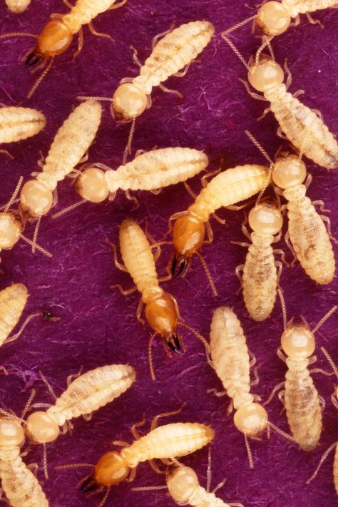 Termite Prevention, White Ant, Wood Termites, Art Restoration, Termite Damage, Flea Prevention, Bug Control, Termite Control, Insect Control