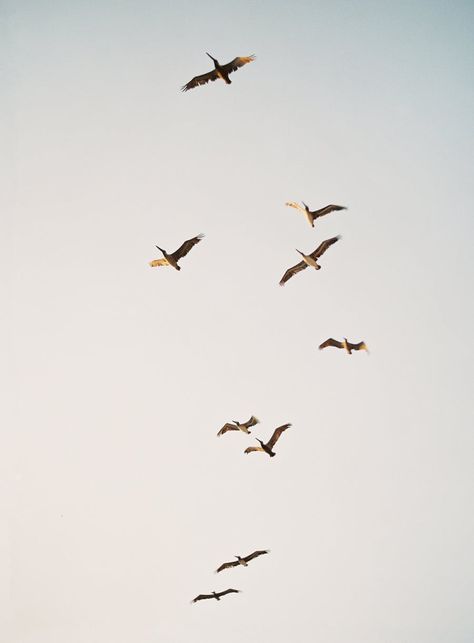 Earth Pictures, Flying Birds, Zoology, Birds Flying, White Aesthetic, Birds In Flight, Styled Shoot, Style Me Pretty, Instagram Feed