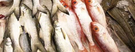 Types of Fatty and Lean Fish: Salmon, Tilapia, Tuna, Mahi Mahi, Red Snapper, and More | Berkeley Wellness Ibd Diet, Fish Benefits, Fish Salmon, Seafood Market, Red Snapper, How To Cook Fish, Dinner Bell, Ate Too Much, Fast Metabolism