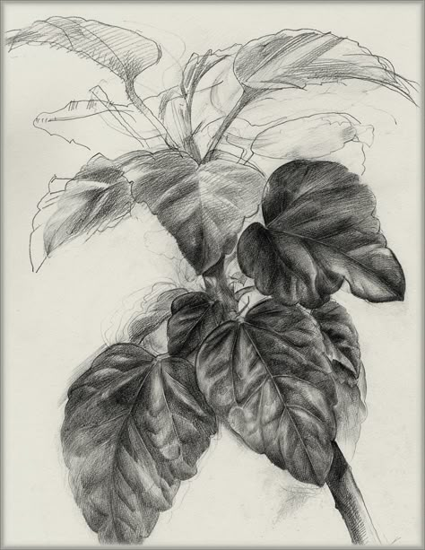 Drawing Leaves Pencil, Manmade Objects Drawing, Botanical Pencil Drawings, Leaves Drawing Pencil, Leaves Sketch Pencil, Leaf Sketch Pencil, Plants Drawing Pencil, Plant Sketch Pencil, Tree Leaf Drawing