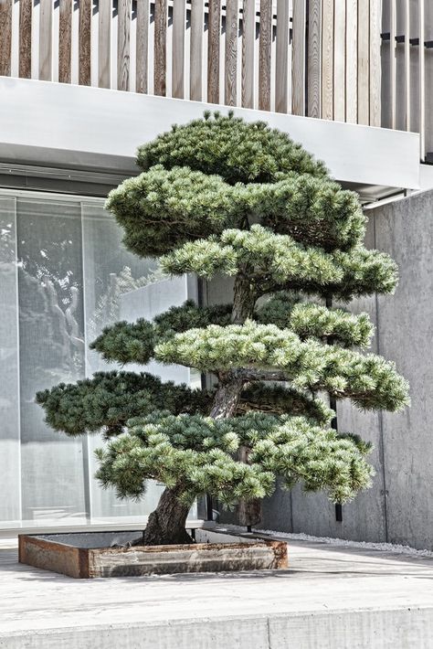 Garden bonsai japanese Pinus-Taxus-Ilex-Juniperus Plants For Terrace, Bonsai Shop, Ilex Crenata, Garden Business, Garden Bonsai, Old Garden, Bonsai Plants, Bonsai Garden, Japanese Garden