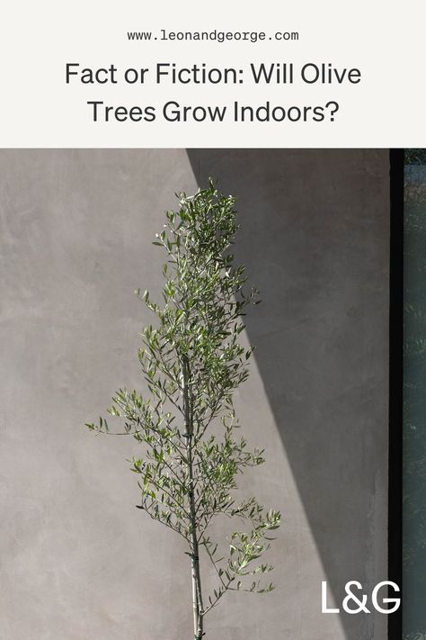 Can Olive Trees live indoors? Read our guide to caring for Olive Trees and bringing this beautiful, light-loving plant indoors. Live Olive Tree Indoor, Olive Tree Indoor, Olive Tree Care, Indoor Olive Tree, Fishtail Palm, Potted Olive Tree, Fact Or Fiction, Plant Care Tips, Olive Trees