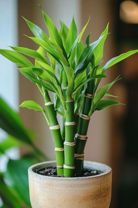 Lucky Bamboo (Dracaena sanderiana) is a delightful and vibrant addition to any home or office! 🎍🌿 Known for its elegant, spiral-shaped stems and easy care, this plant is a beautiful blend of aesthetic appeal and symbolic luck. Low maintenance and bursting with charm, Lucky Bamboo is perfect for adding a touch of greenery and good fortune to your space. Indulge in this stylish twist on indoor plants today! 🌱✨ #LuckyBamboo #IndoorPlants #GoodFortune #GreenLiving Aesthetic Plant Photos, Bamboo Indoor Plant, Feng Shui Indoor Plants, Bamboo Plant Indoor, Lucky Bamboo Care, Bamboo House Plant, Pot & Planter Liners, Bamboo Plant Care, Dracaena Sanderiana